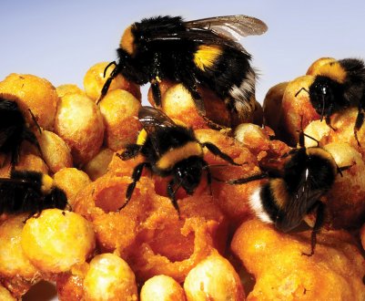 Розведення джмелів в домашніх умовах