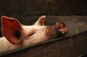 Глисты у свиней симптомы и лечение народными средствами