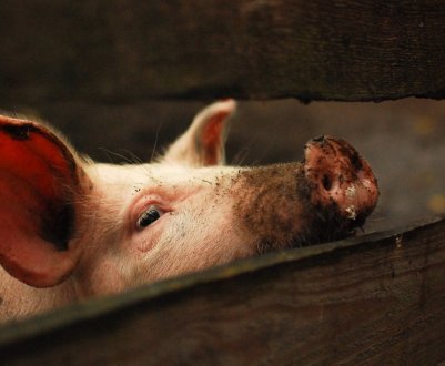 Скільки років свині живуть у домашніх умовах і в дикій природі