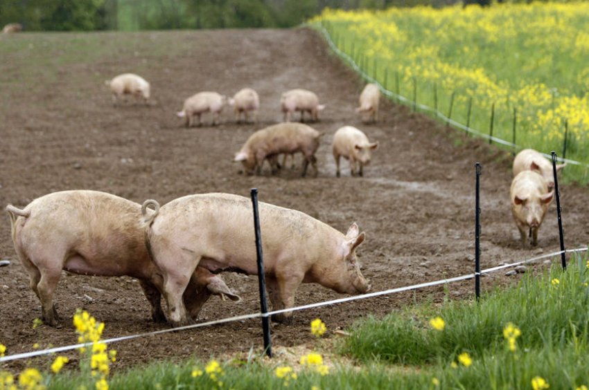 Вигул свиней