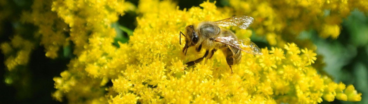 Особливості меду з золотушника