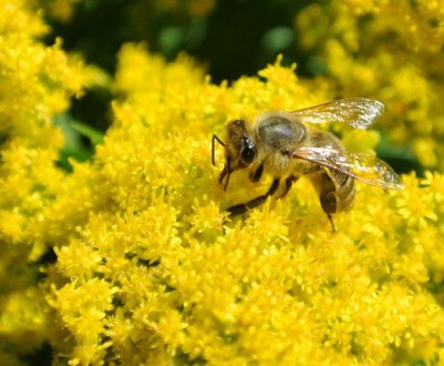 Особливості меду з золотушника