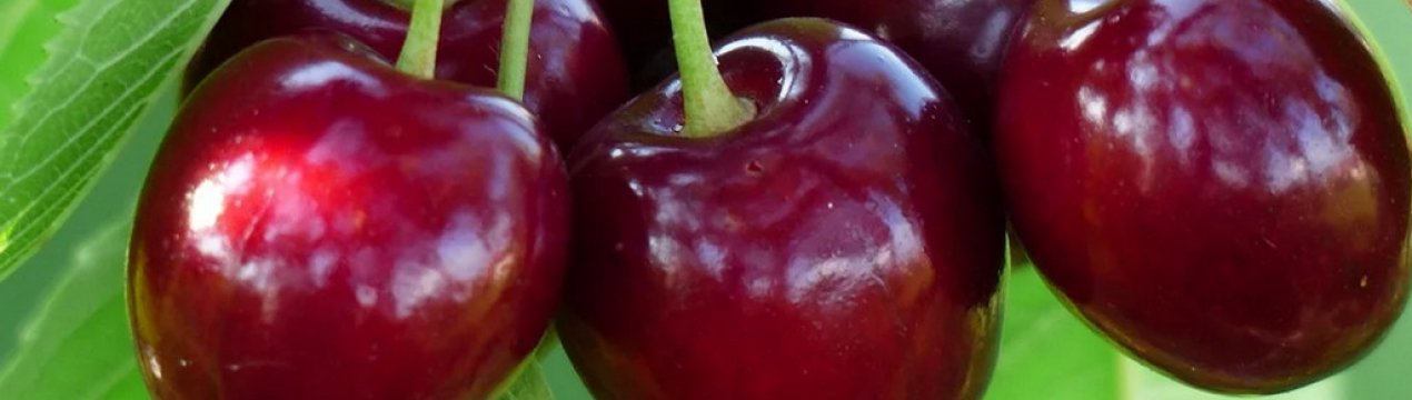 Особливості сорту черешні Світхарт