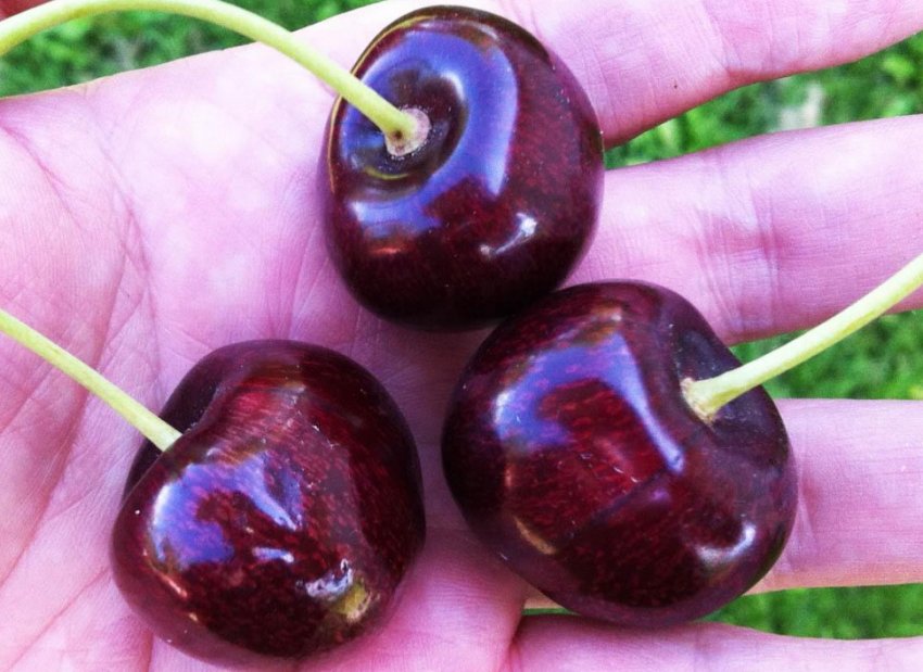 Черешня сорти Світхарт Черешня сорти Світхарт