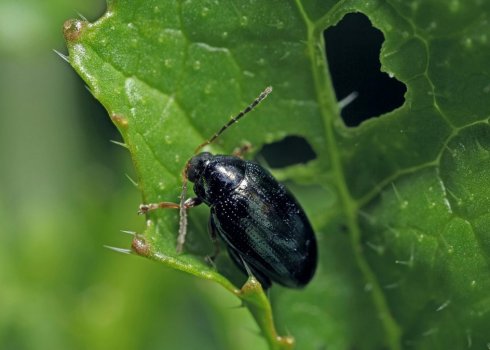 Причини появи бліх в капусті і як з ними боротися?