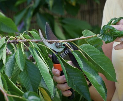 Коли і як обрізати черешню восени