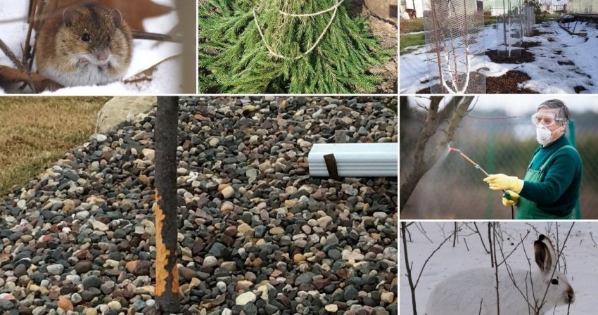 Підготовка черешні до зимівлі Підготовка черешні до зимівлі