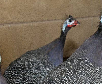 Можна тримати курей з цісарками