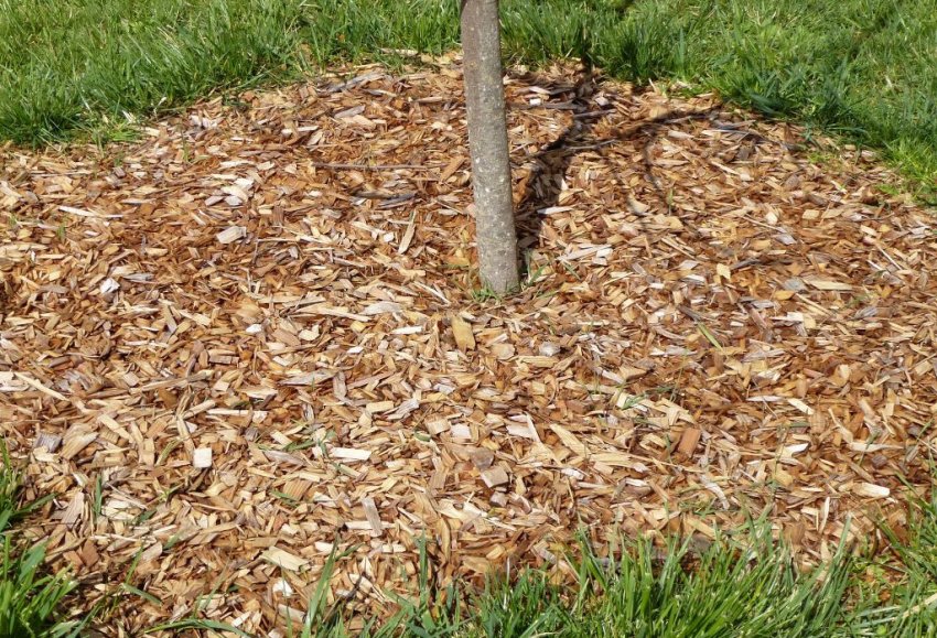 мульчування саджанців