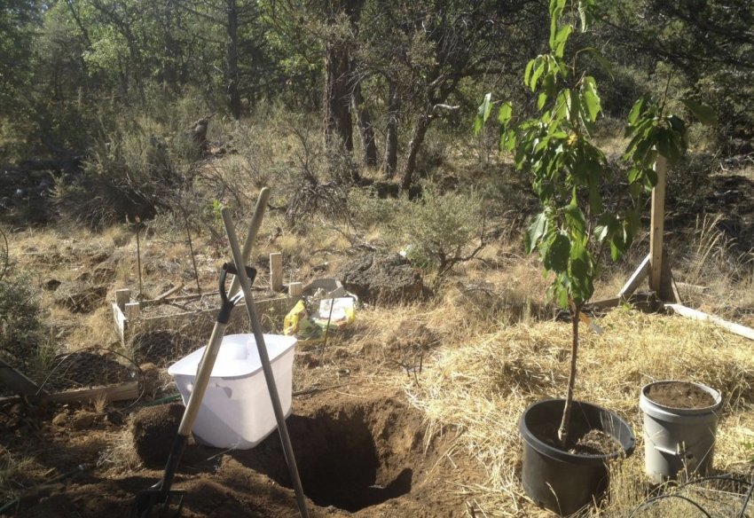 Посадка черешні Посадка черешні