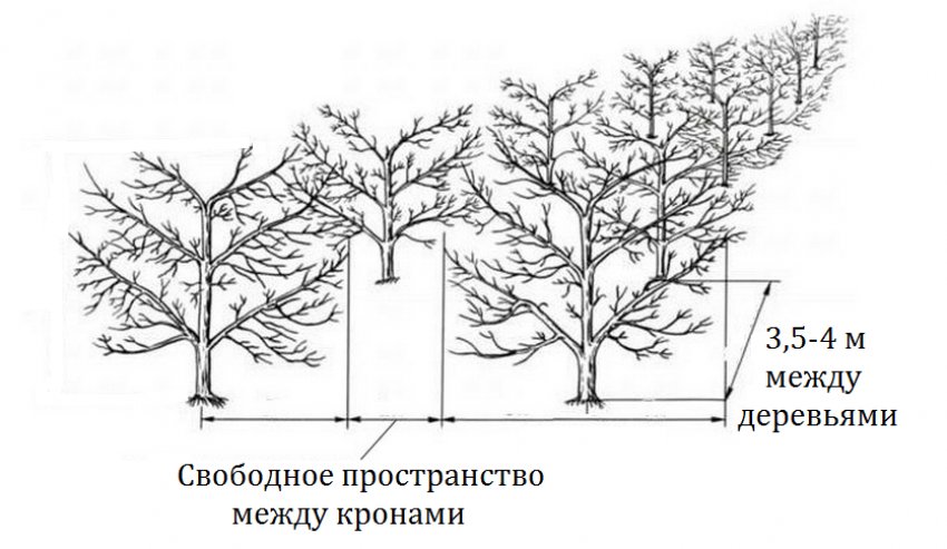 Відстань між черешнями Відстань між черешнями