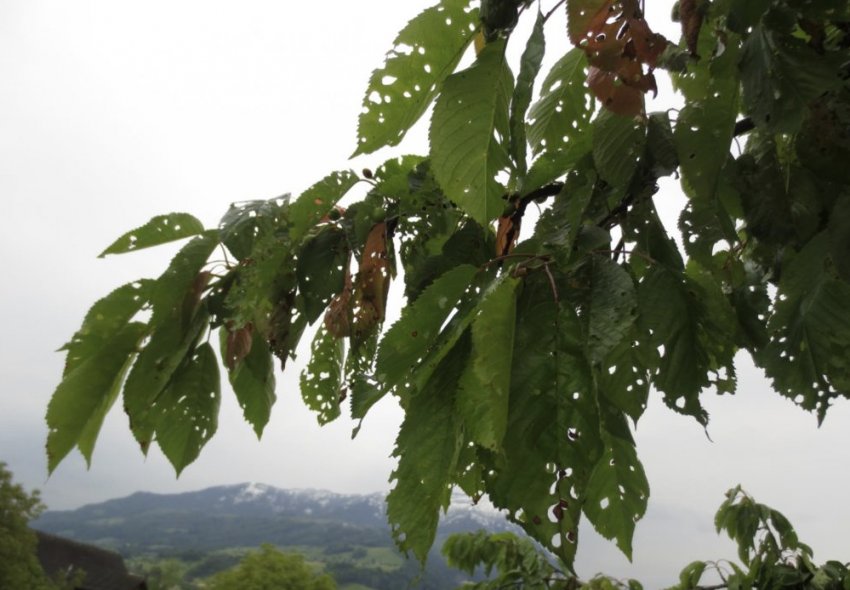 Клястероспоріоз черешні Клястероспоріоз черешні