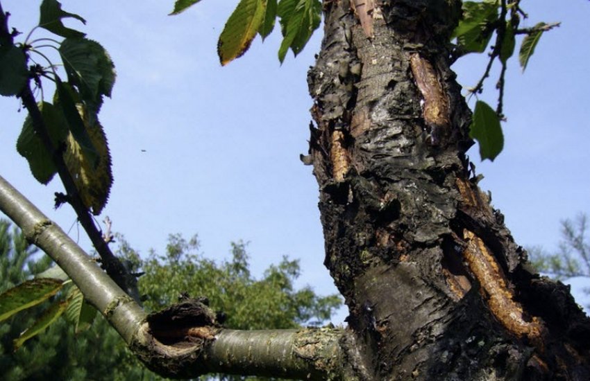 Бактеріоз черешні Бактеріоз черешні