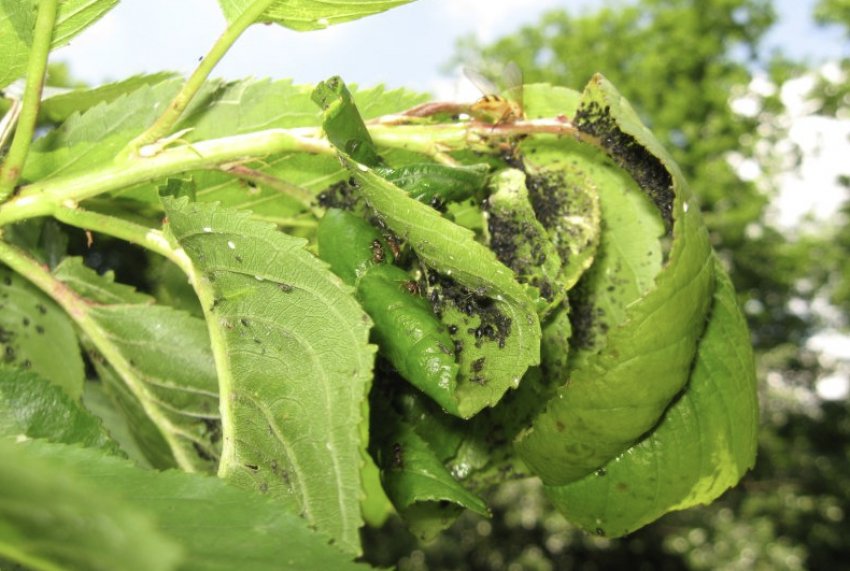 Колонії попелиці на черешні Колонії попелиці на черешні