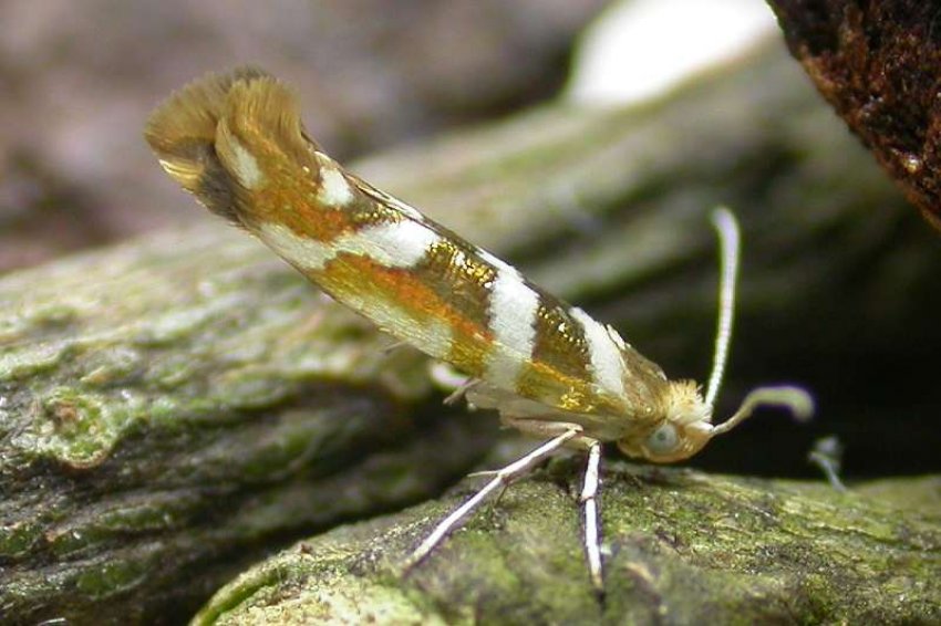 Вишнева моль на черешні Вишнева моль на черешні