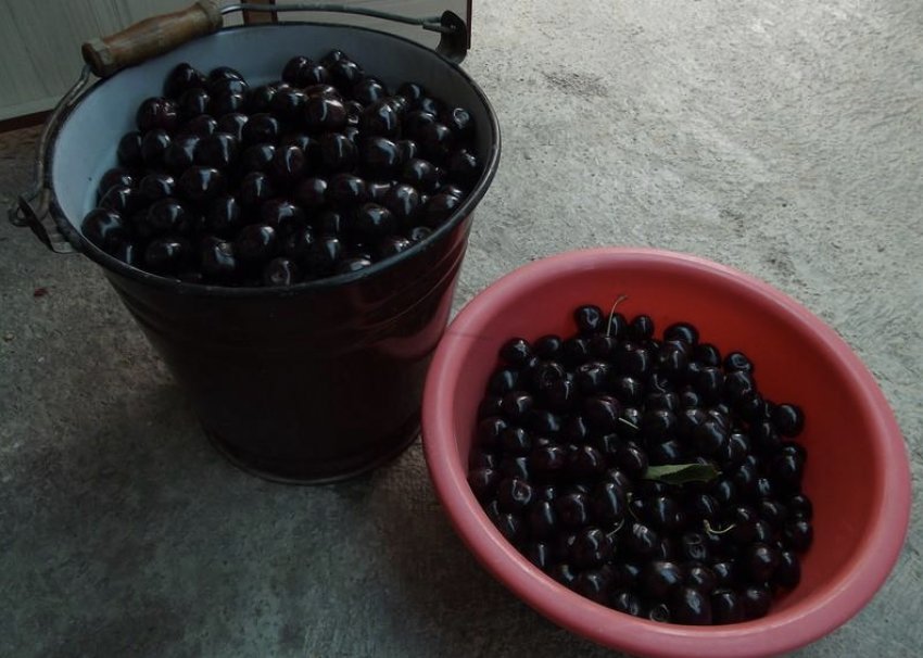 Урожай черешні Бичаче серце Урожай черешні Бичаче серце