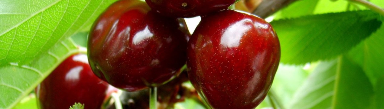 Вирощування і догляд за черешнею сорти Бичаче серце