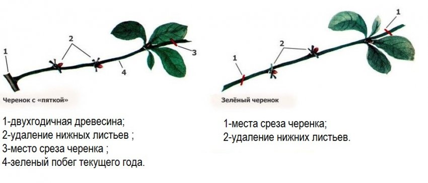 Как размножить войлочную вишню. Лимонник китайский размножение отводками. Лимонник китайский черенками. Лимонник китайский размножение черенками. Размножение барбариса отводками.