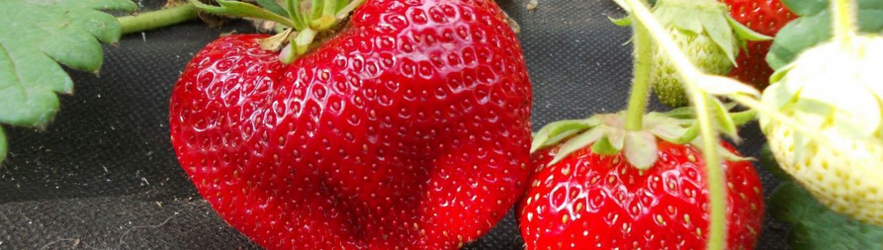 Особливості вирощування сорти полуниці Чамора Туруси