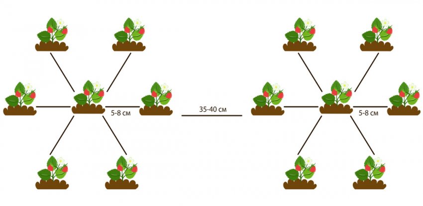 На две грядки высадили 52 куста клубники. Схема посадки земляники в открытом грунте. Клубника схема посадки двухстрочная. Клубника схема посадки в открытый грунт. Гнездовая схема посадки клубники.