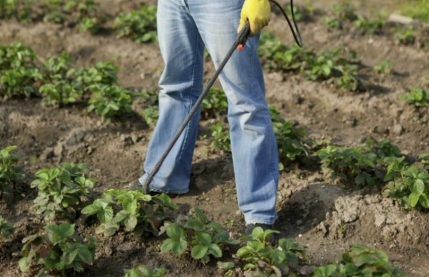 Обприскування полуниці Обприскування полуниці