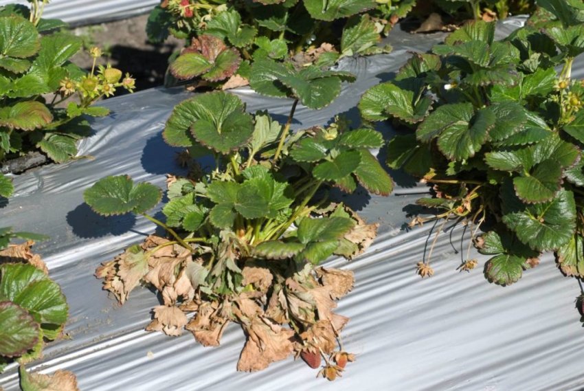 вВициллезное в'янення полуниці вВициллезное в'янення полуниці