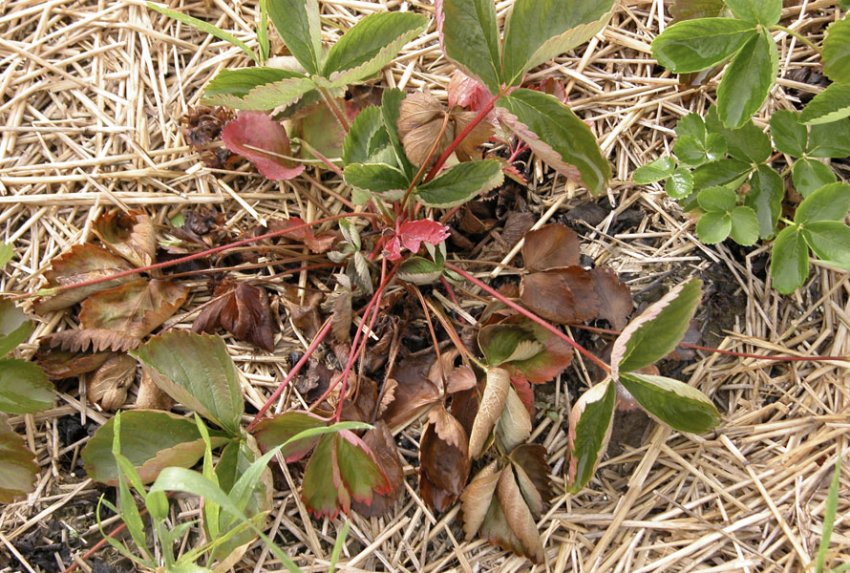 Фузаріоз полуниці Фузаріоз полуниці