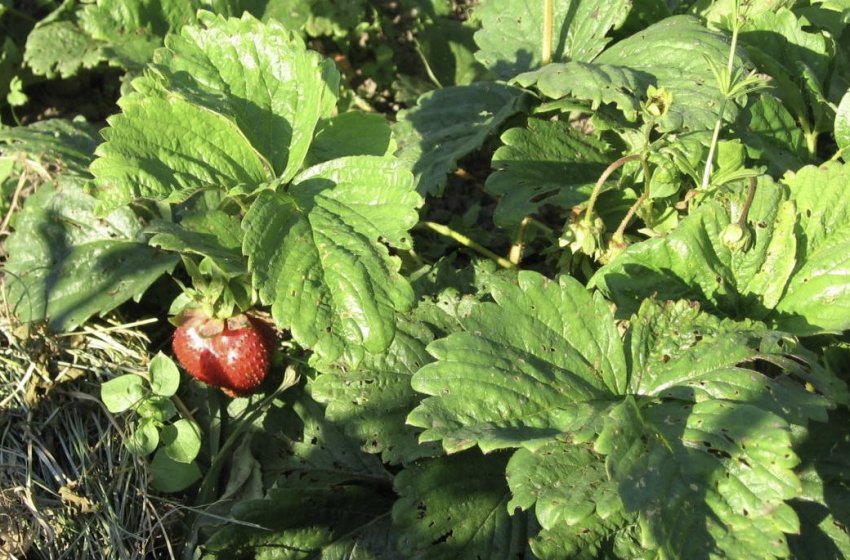 Ознаки суничного кліща Ознаки суничного кліща