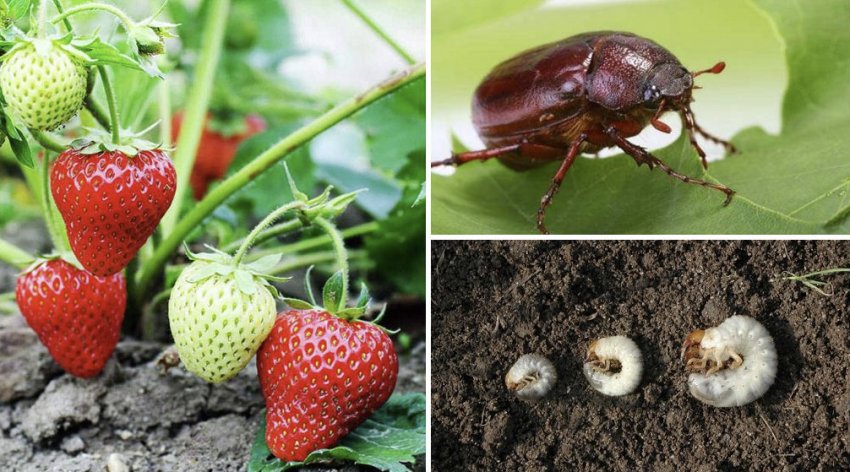 Личинки хруща Личинки хруща