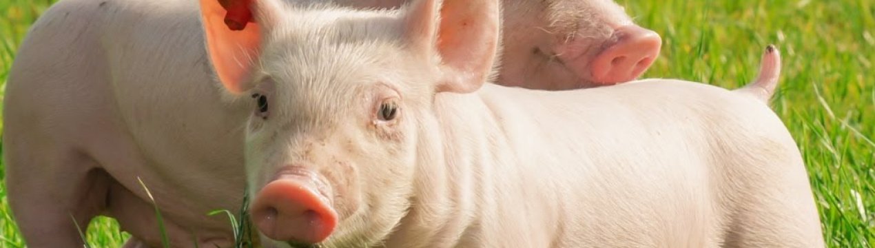 Новий випадок АЧС зареєстровано в Кіровоградській області