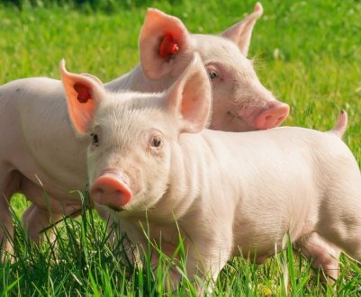 Новий випадок АЧС зареєстровано в Кіровоградській області