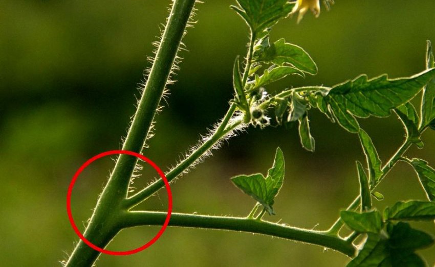 Квіткова кисть томату Квіткова кисть томату