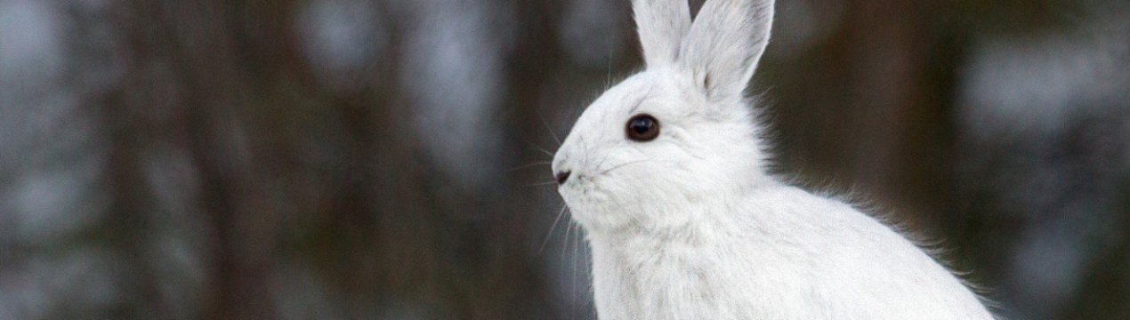 Як годувати кроликів узимку в домашніх умовах