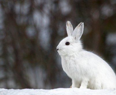 Як годувати кроликів узимку в домашніх умовах