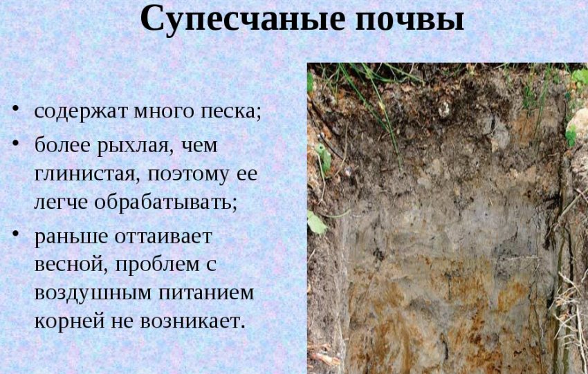 Супіщаний грунт Супіщаний грунт