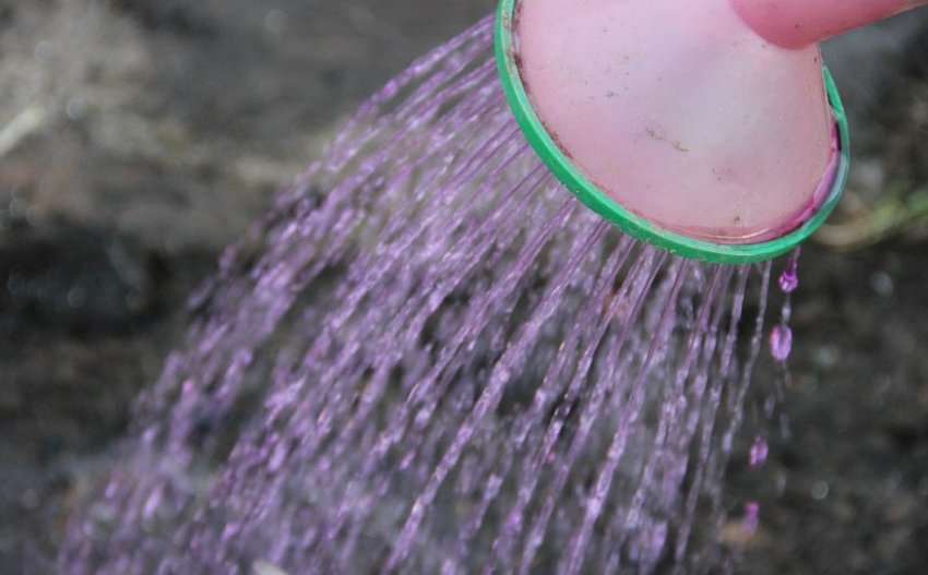 Знезараження ґрунту Знезараження ґрунту