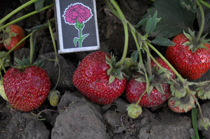 Полуниця Чорний лебідь Полуниця Чорний лебідь