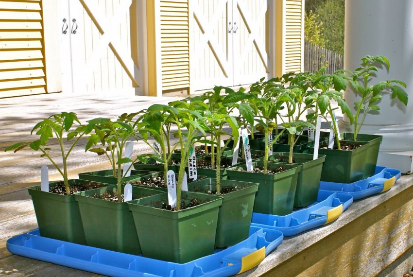 Загартовування розсади Загартовування розсади