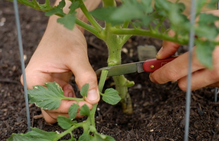Обрізання нижніх листів томатів Обрізання нижніх листів томатів