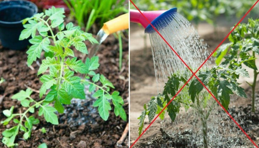 Полив розсади томатів Полив розсади томатів