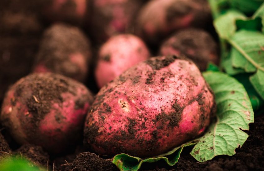 Картопля Беллароза