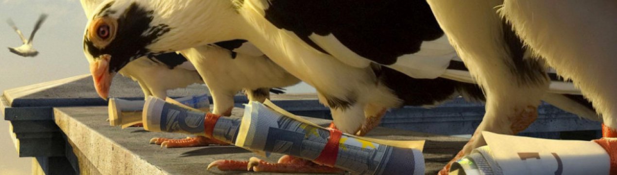 Поштовий голуб: опис порід, особливості розведення, утримання та навчання