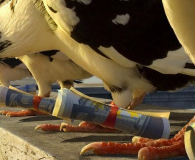 Поштовий голуб: опис порід, особливості розведення, утримання та навчання