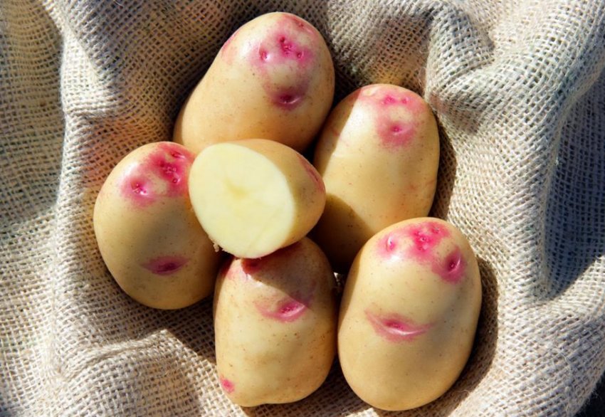 Картоплю Пікассо