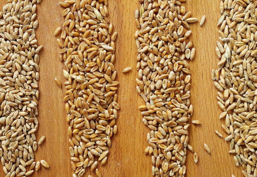 США виграли суперечку з Китаєм щодо питання експорту зерна