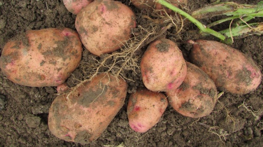 Картопля Здабытак