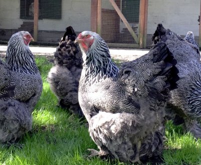 М'ясні породи курей: опис порід, основні правила розведення та утримання