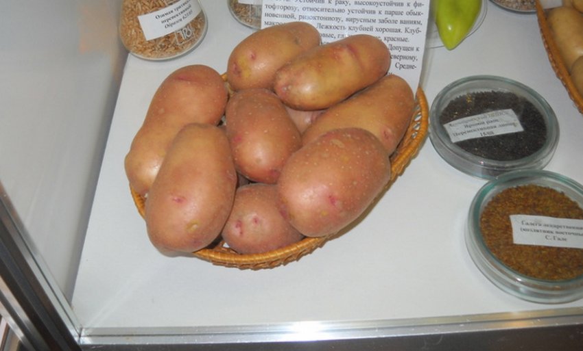 Картопля Загадка Пітера