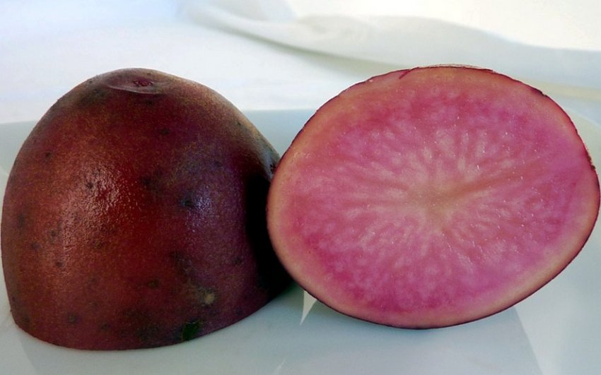 Картопля Cranberry Red