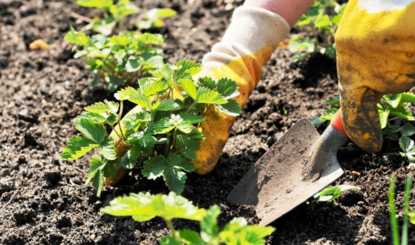 Грунт для посадки полуниці Грунт для посадки полуниці